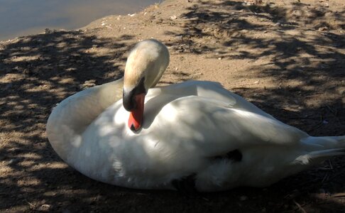 Bird swan