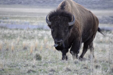 Buffalo grass wild