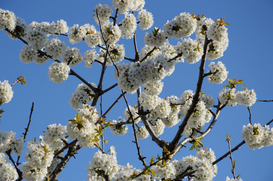 Sky blue germany