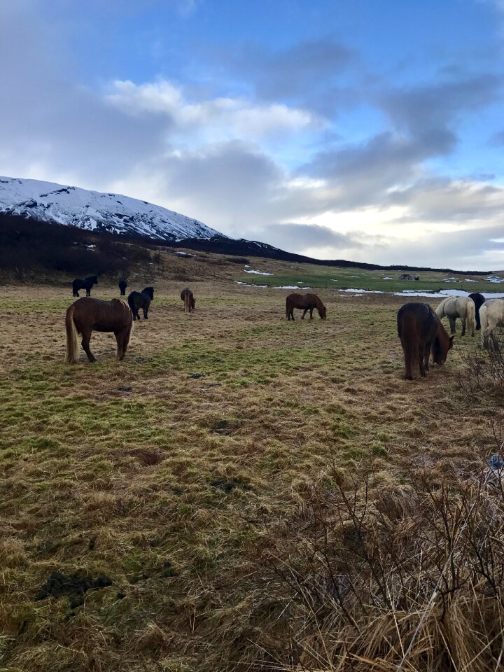 Horse icelandic nature