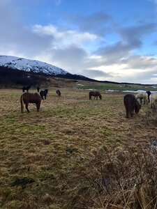Horse icelandic nature