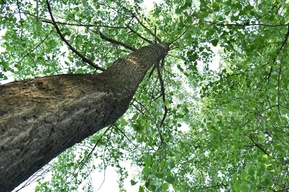 Woods big trees green plants