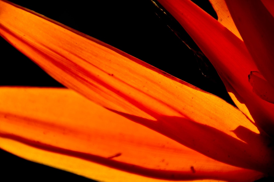 Orange sun lit garden