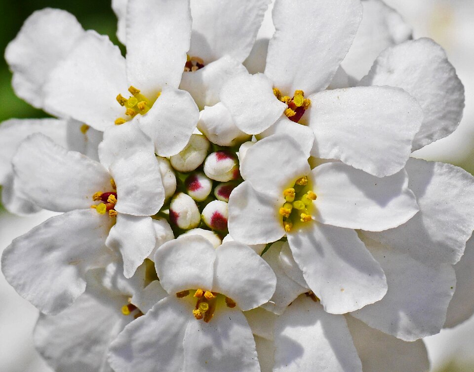 Blossomed bud close up