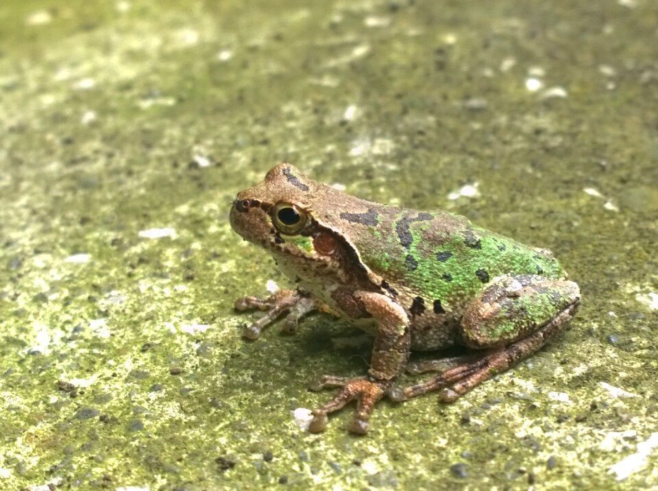 Frog small animals creature