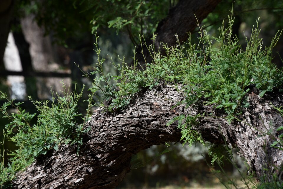 Branch green forest