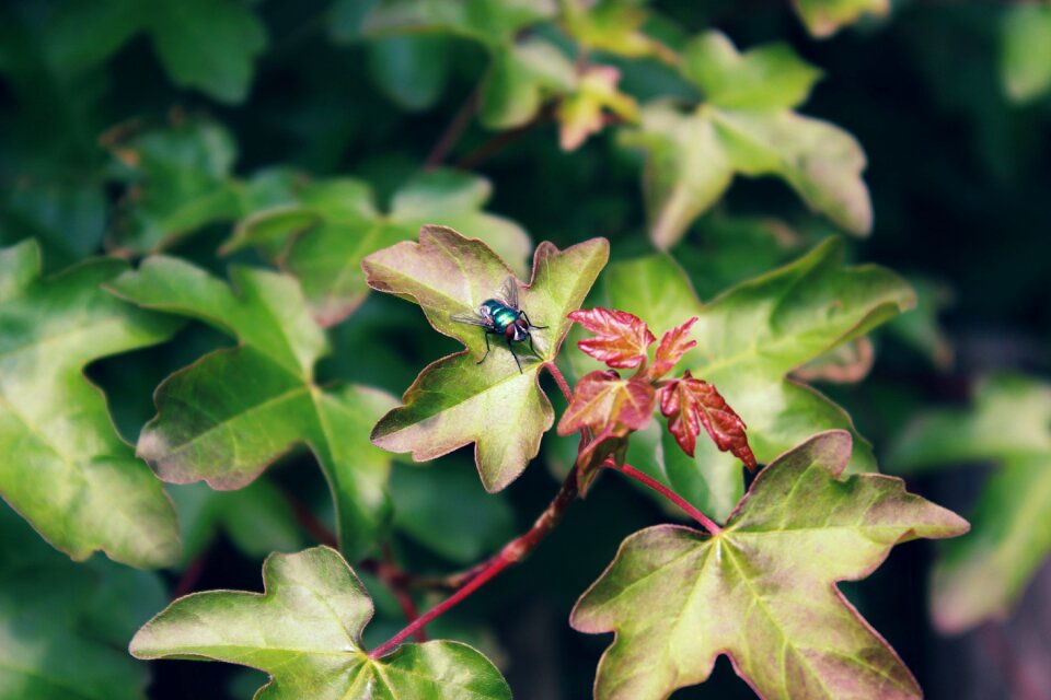 Leaf nature macro