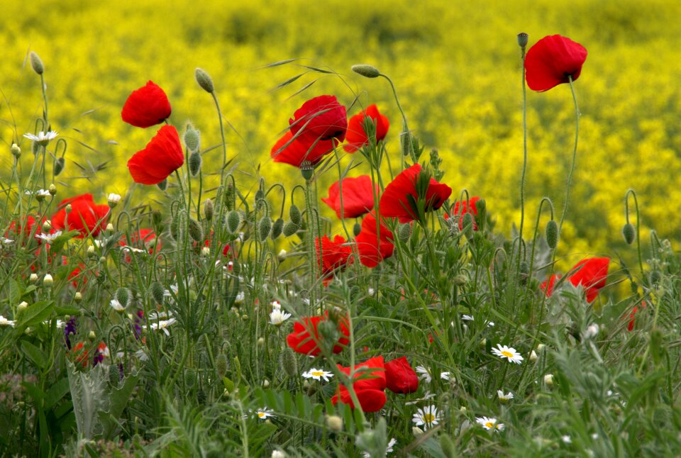 Flowers wild flower
