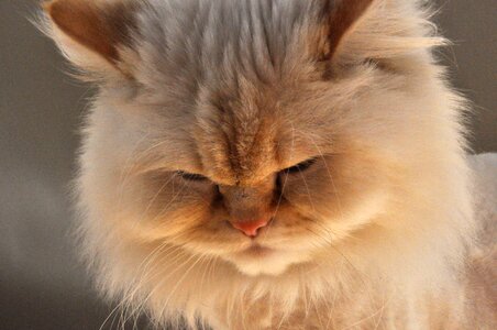 White cat white furry
