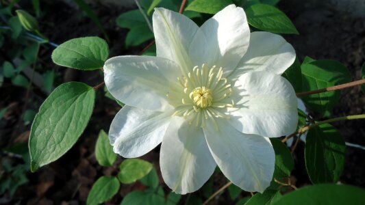 Clematis guernsey cream
