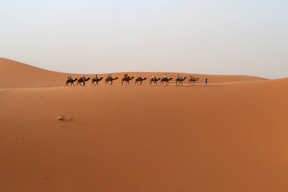 Desert dromedary morocco