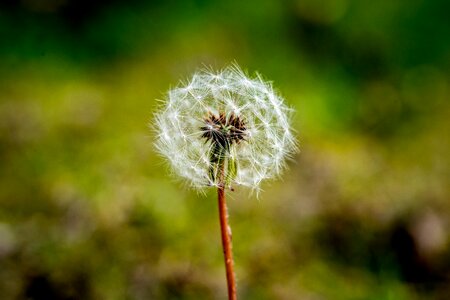 Summer spring plant