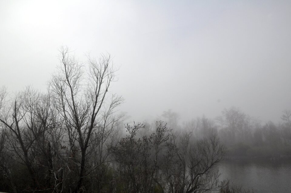 Black and white bayou