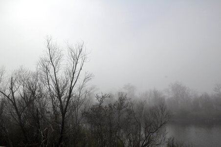 Black and white bayou photo