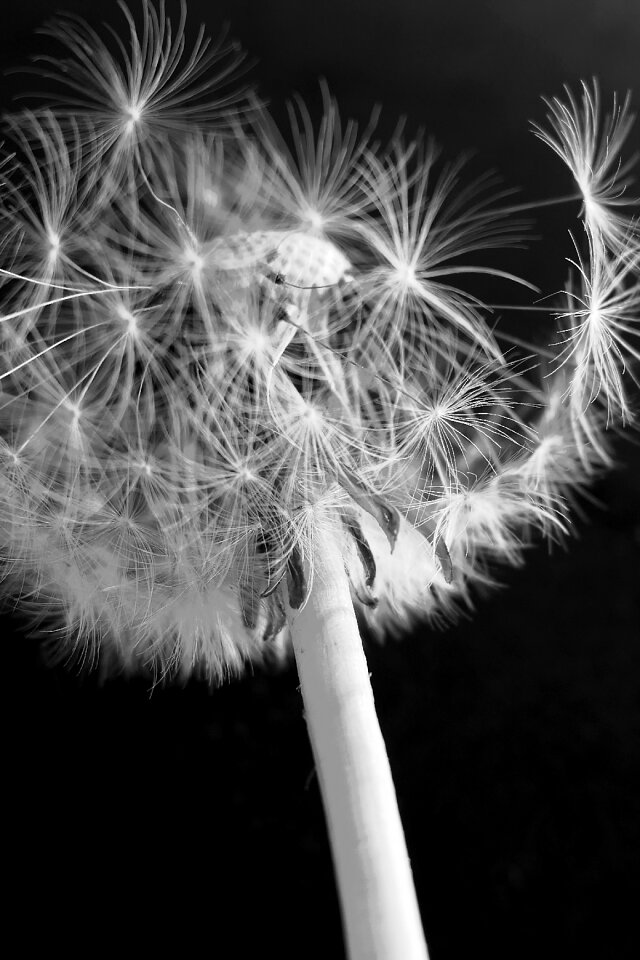 Blossom bloom seeds