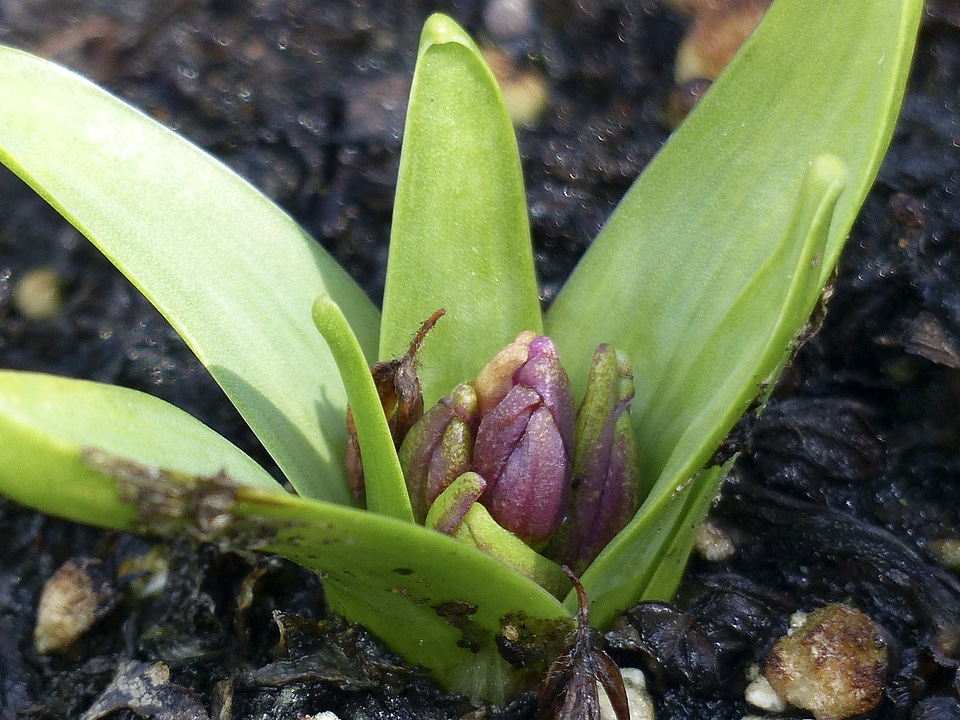 Soil pink flora