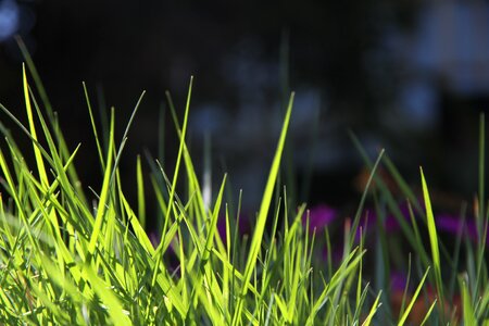Field season lawn