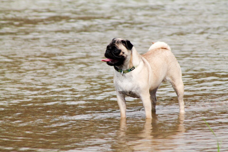 Play beautiful dog breed pug