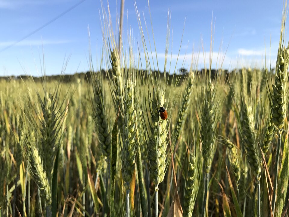Field cereal ladybug