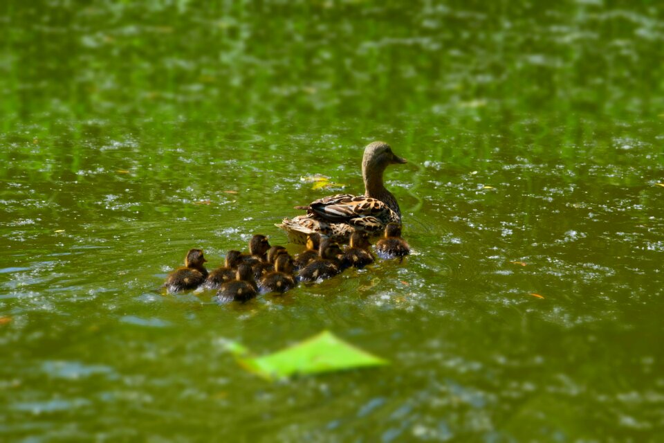 Water duck nature