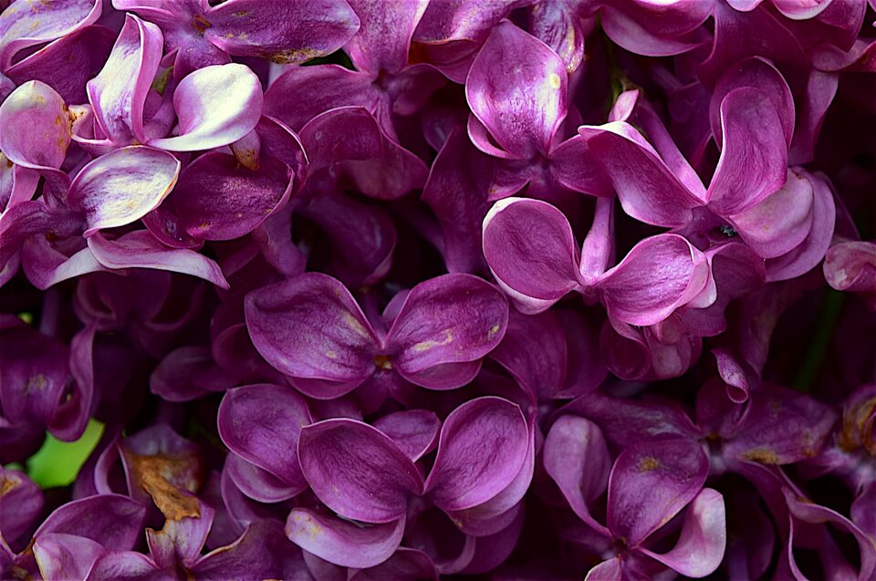 Spring floral blossom