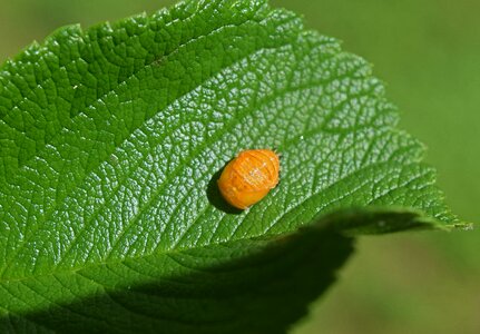 Ladybug pupa insect