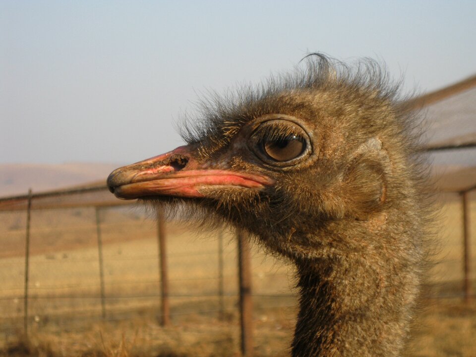Strauss south africa animal