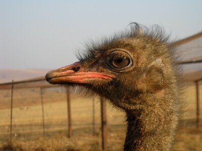 Strauss south africa animal