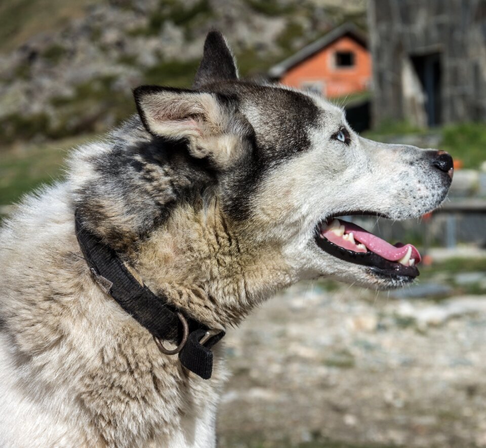 Animal husky domestic photo