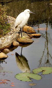Wildlife pond