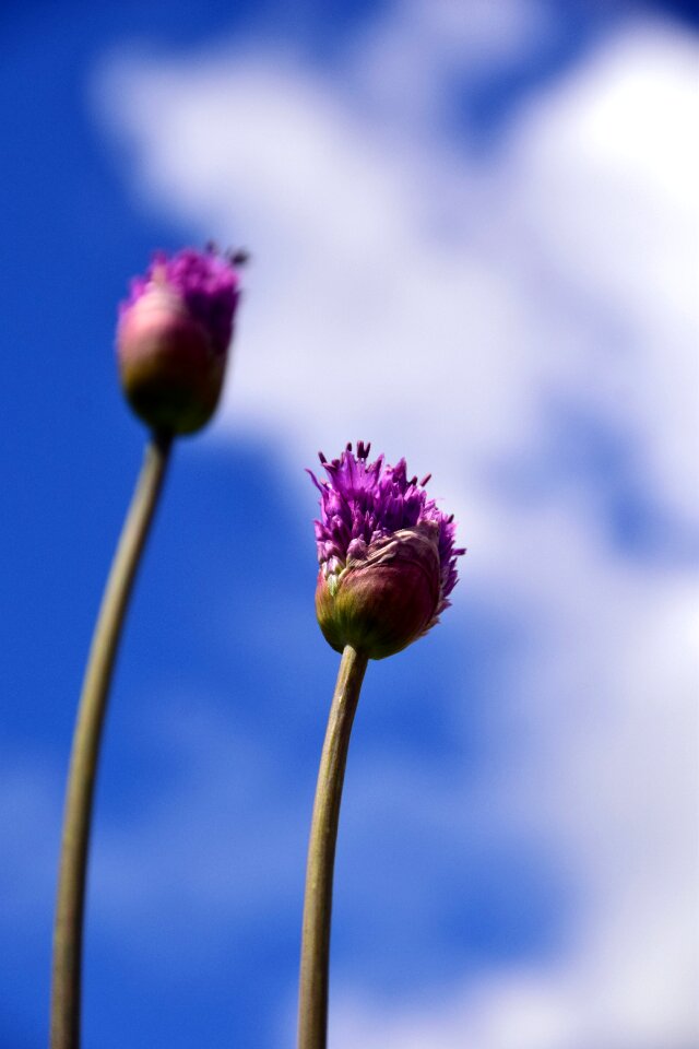 Purple ornamental onion plant