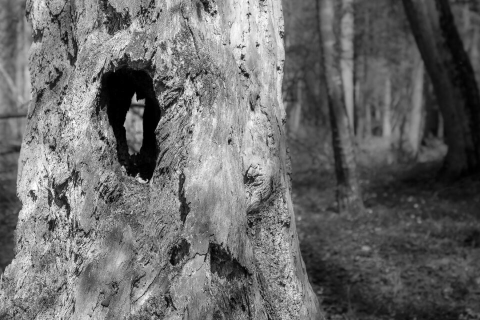Hole forest environment
