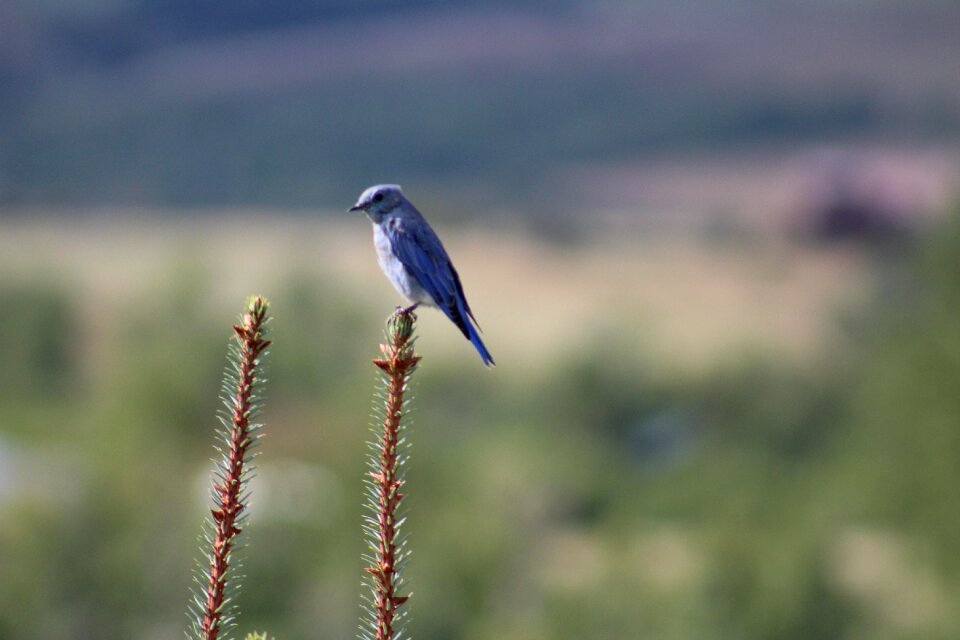 Nature montana