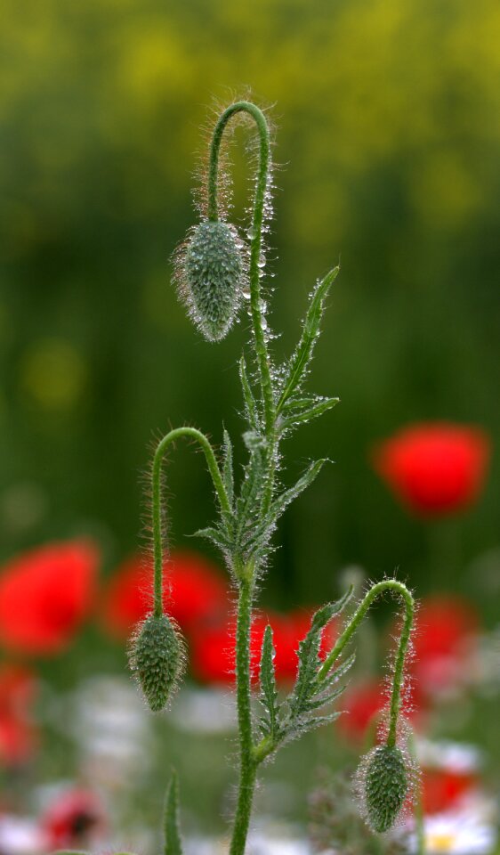 Drops wet green