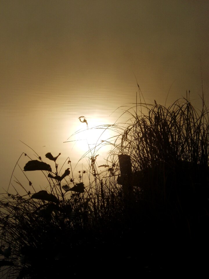 Nature dawn fog