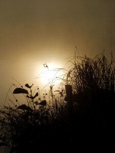 Nature dawn fog