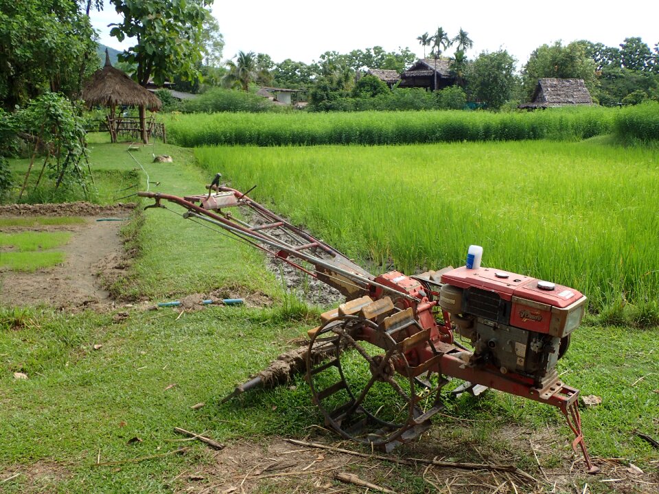 Asia thailand field