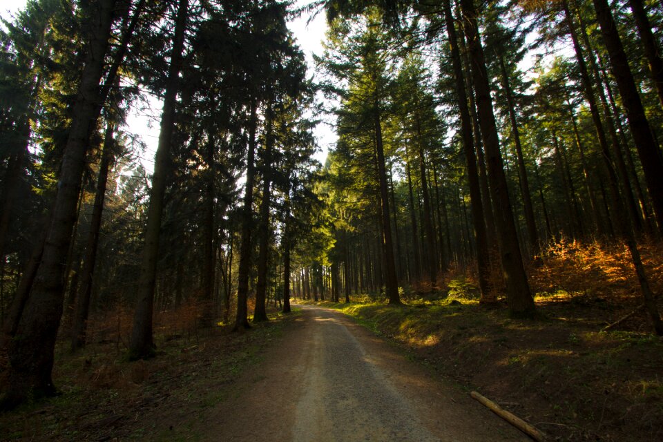 Forests hunting hunter was