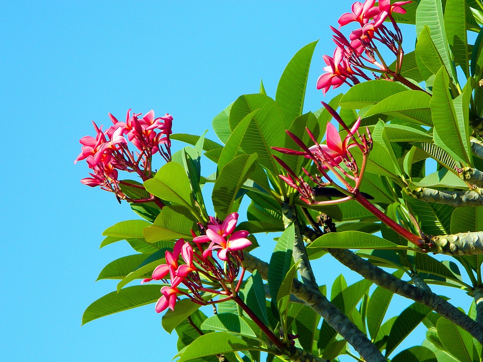 Bush inflorescence foliage