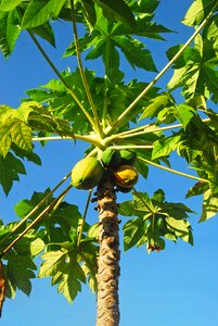 Exotic sweet organic