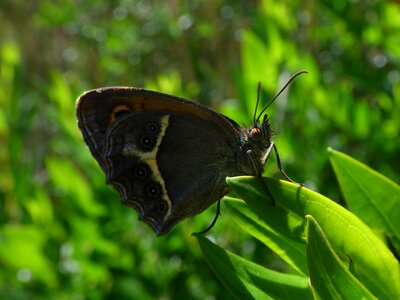 Lobito list pyronia bathseba cintada saltabardisses