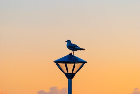 Light orange seagull
