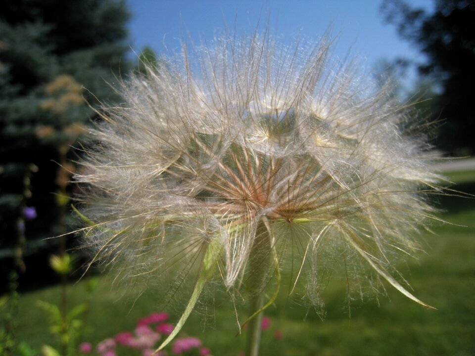White dandelion