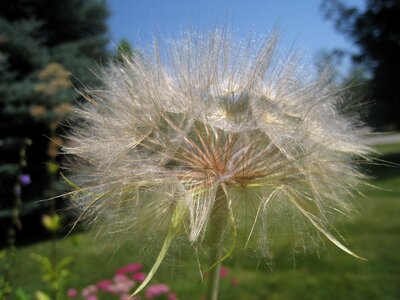 White dandelion