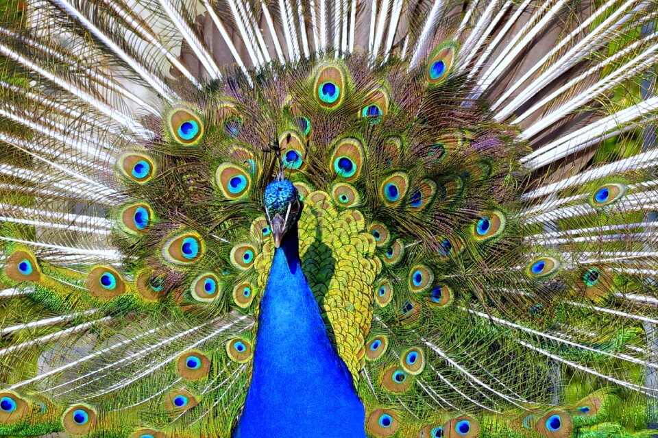 The front of the eye pen
