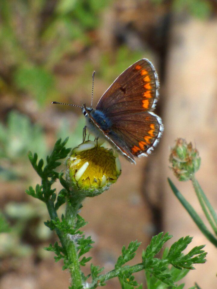 Brunette moreneta southern libar