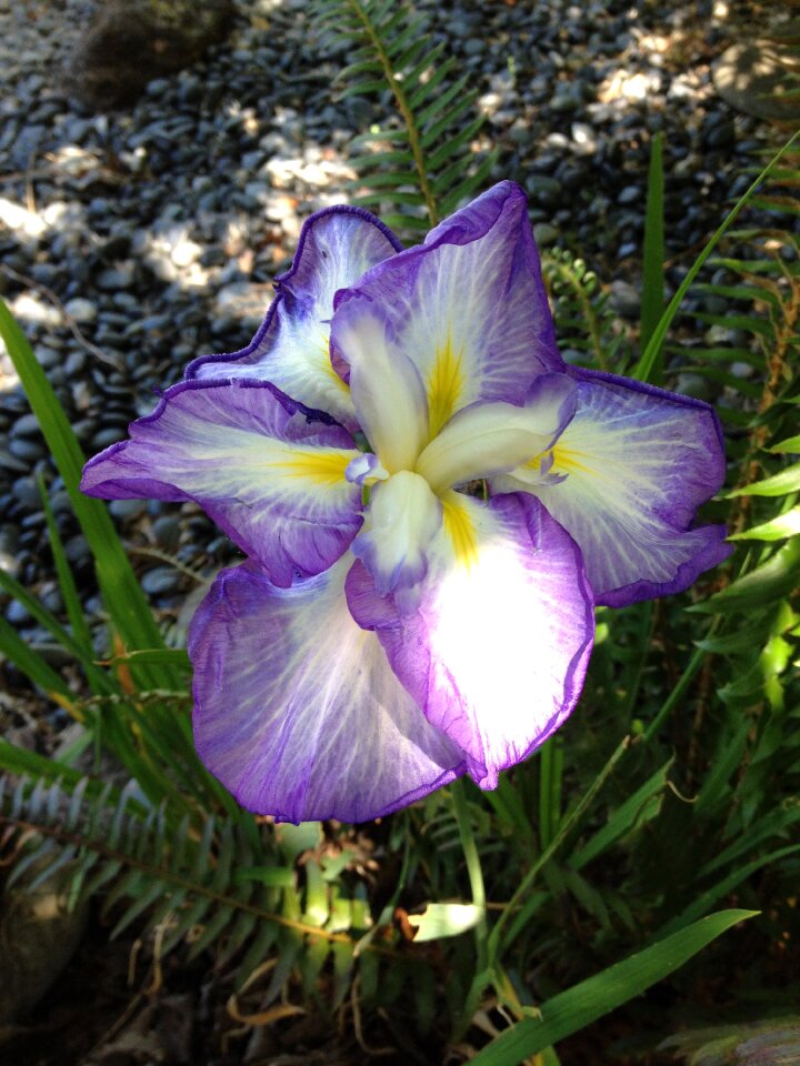 Ornamental gardening flowering