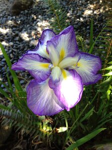 Ornamental gardening flowering
