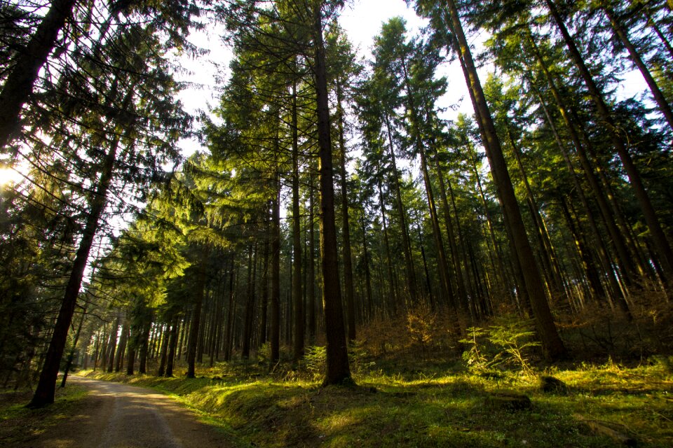 Forests hunting hunter was