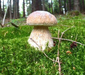 Mushroom picking boletus moss photo